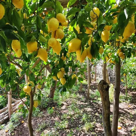 아파트 Eden Tra I Limoni *